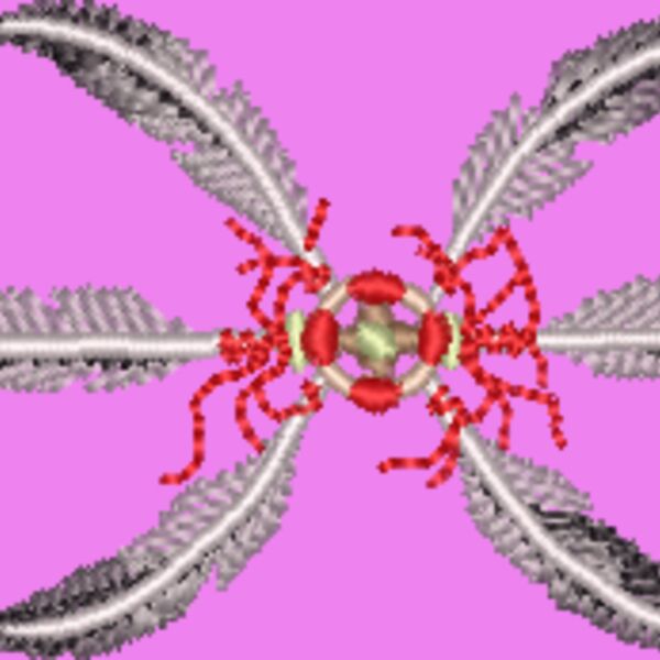 WO062 Thumbnail